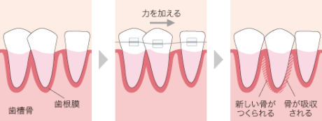 歯が動くしくみ