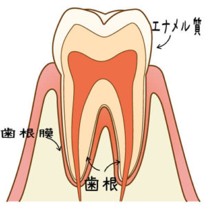 歯根、歯根膜、エナメル質