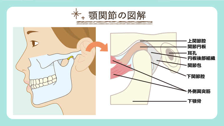 顎関節の図解