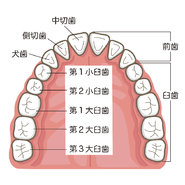 歯の位置と名前