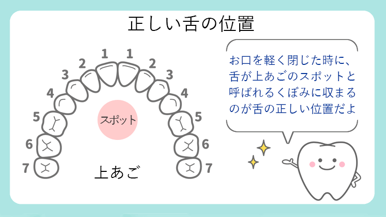 正しい舌の位置