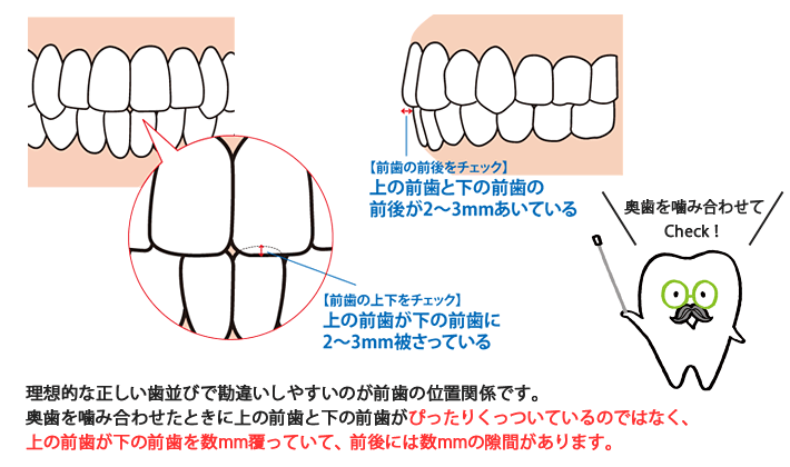 理想 的 な 歯並び